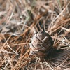Масло эфирное из шишки сибирского кедра, 10 мл - шишка кедровая масло шишки кедра сибирского
